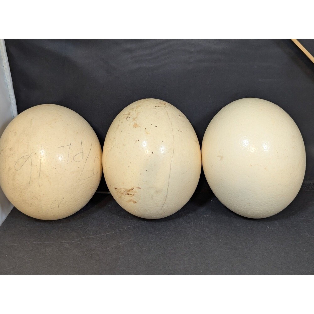 Genuine Ostrich Egg Shells Large 6" Hollow Blown Out Drilled Lot Of 3